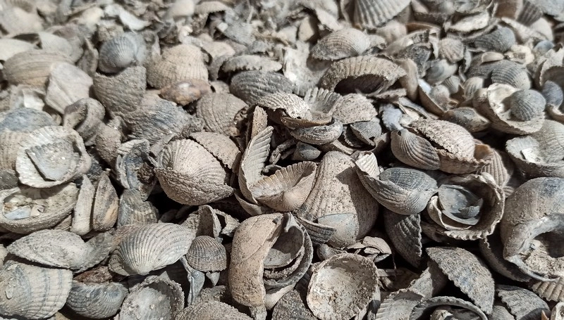 Muschelschalen